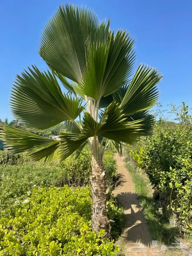 مشاتل التكامل الخضراء لجميع انوا الاشجار 0533351329 15