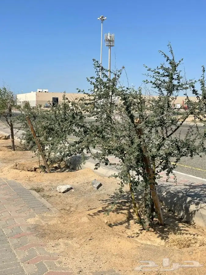 مشاتل التكامل الخضراء لجميع انوا الاشجار 0533351329 12