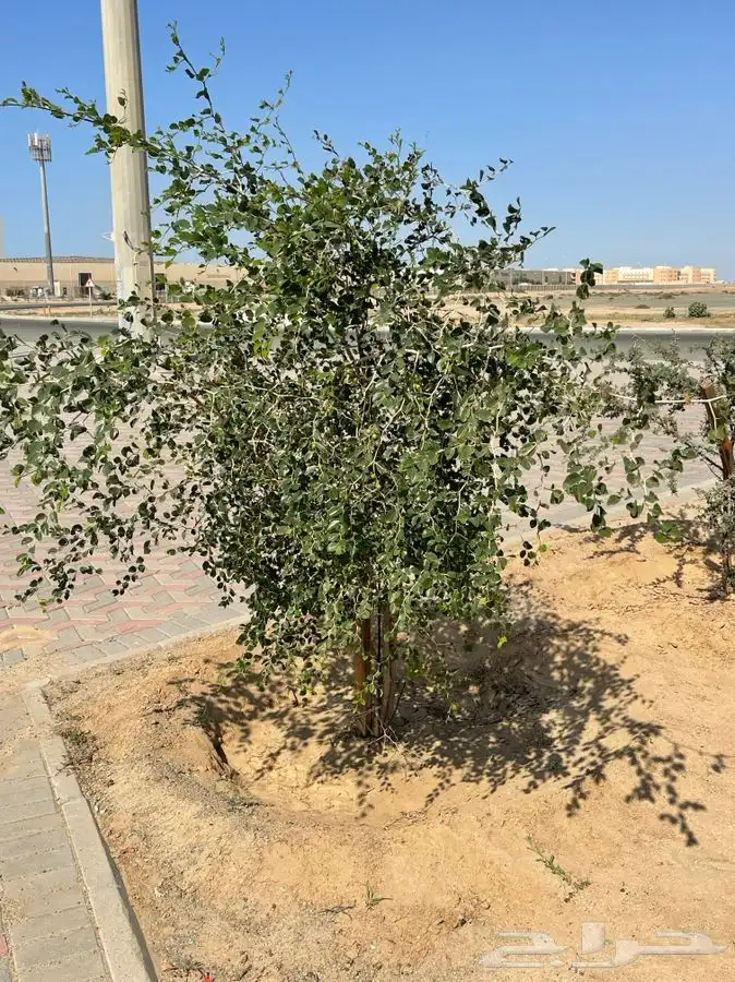 مشاتل التكامل الخضراء لجميع انوا الاشجار 0533351329 14