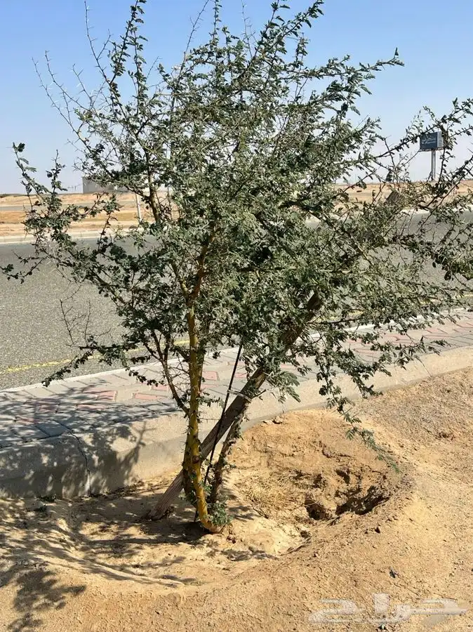 مشاتل التكامل الخضراء لجميع انوا الاشجار 0533351329 13