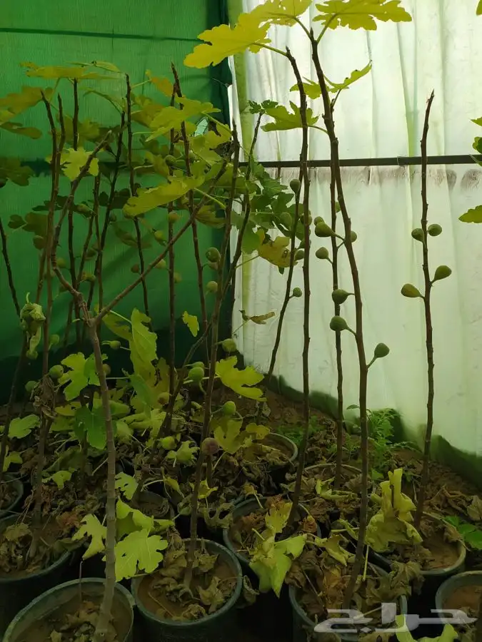 شتل فواكه مثمره 10