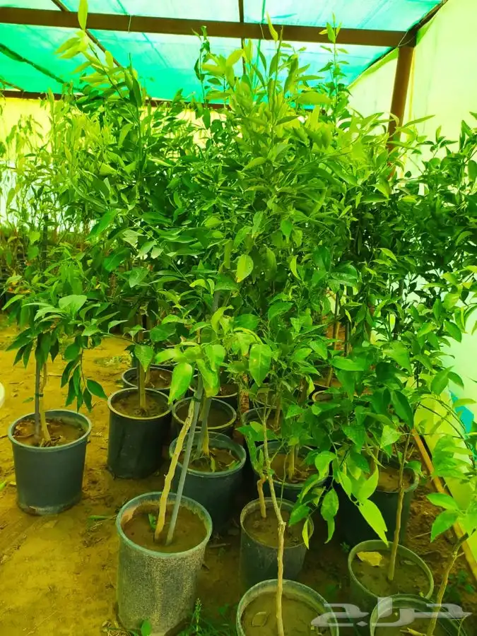 شتل فواكه مثمره 9