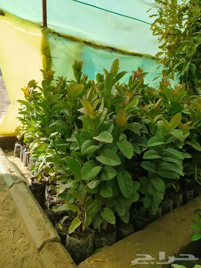شتل فواكه مثمره 8