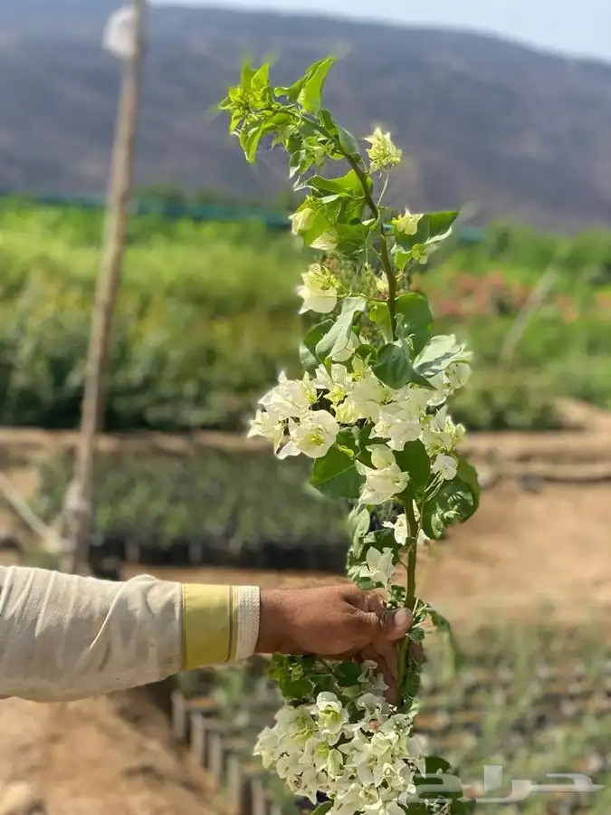 مشاتل التكامل الخضراء لجميع انوا الاشجار 0533351329 2