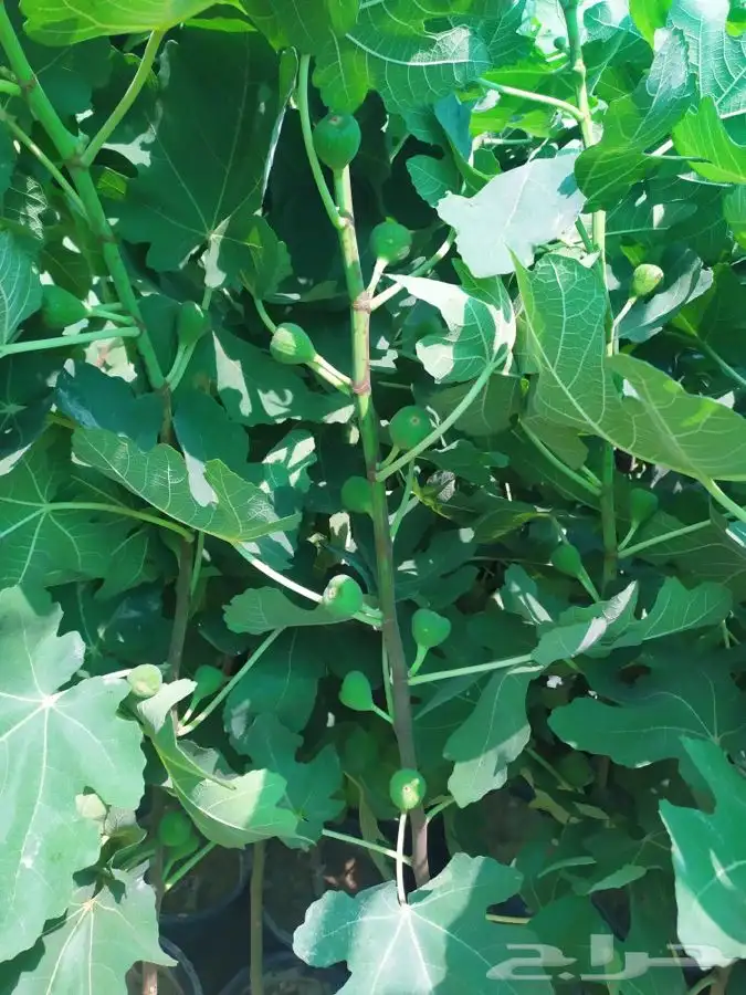 شتل فواكه مثمره 12