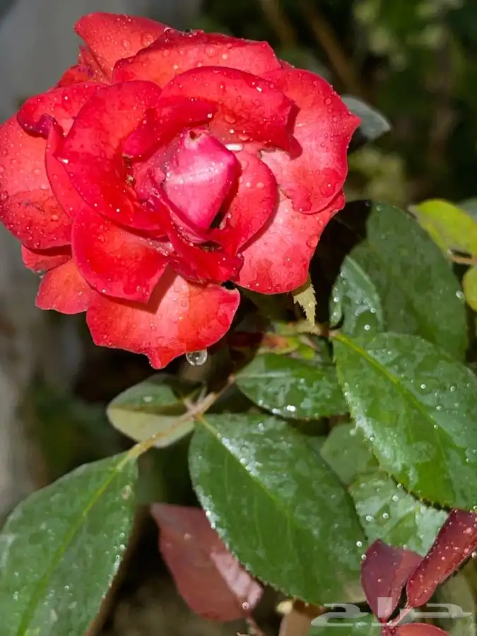 مشاتل التكامل الخضراء لجميع انوا الاشجار 0533351329 5