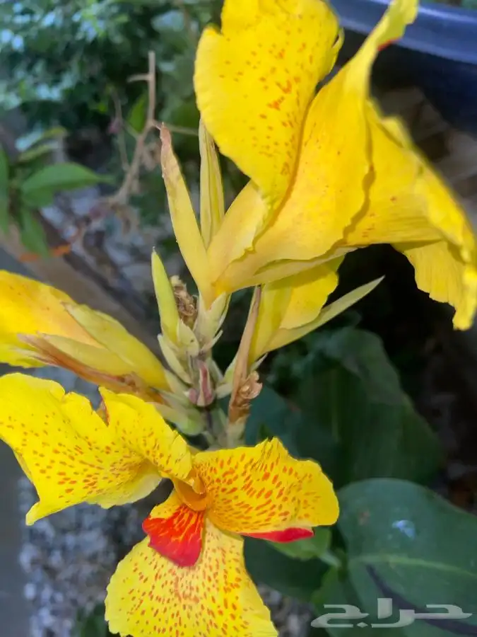 مشاتل التكامل الخضراء لجميع انوا الاشجار 0533351329 6