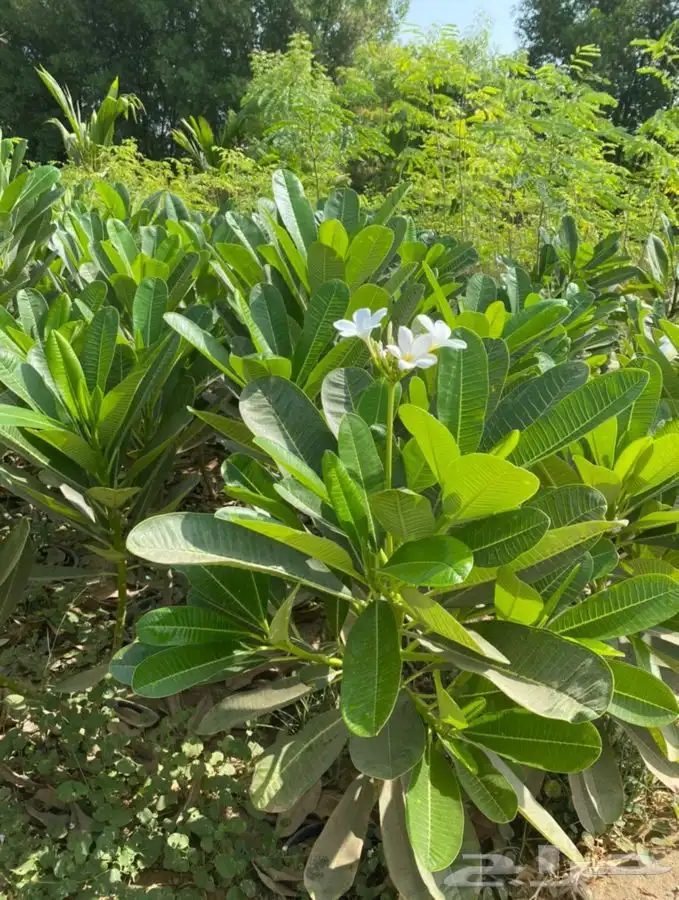 مشاتل التكامل الخضراء لجميع انوا الاشجار 0533351329 4