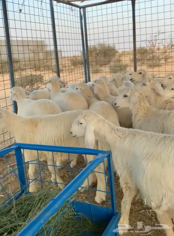 ذبايح جبره الشرط اذاحصلت في ذبائح شيء رجعها واخذ فلوسك مشاوي 1
