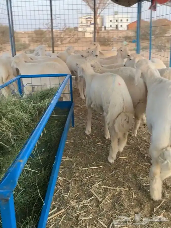 ذبايح جبره الشرط اذاحصلت في ذبائح شيء رجعها واخذ فلوسك مشاوي 2