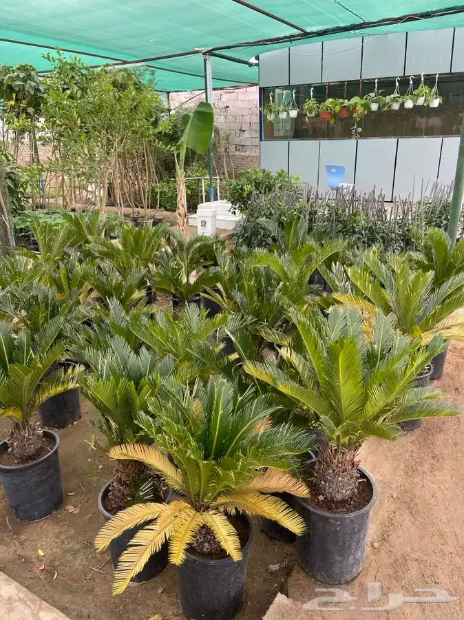 مشتل التكامل الخضراء 0533351329 20