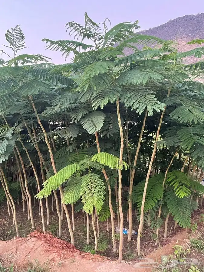 مشتل التكامل الخضراء 0533351329 84