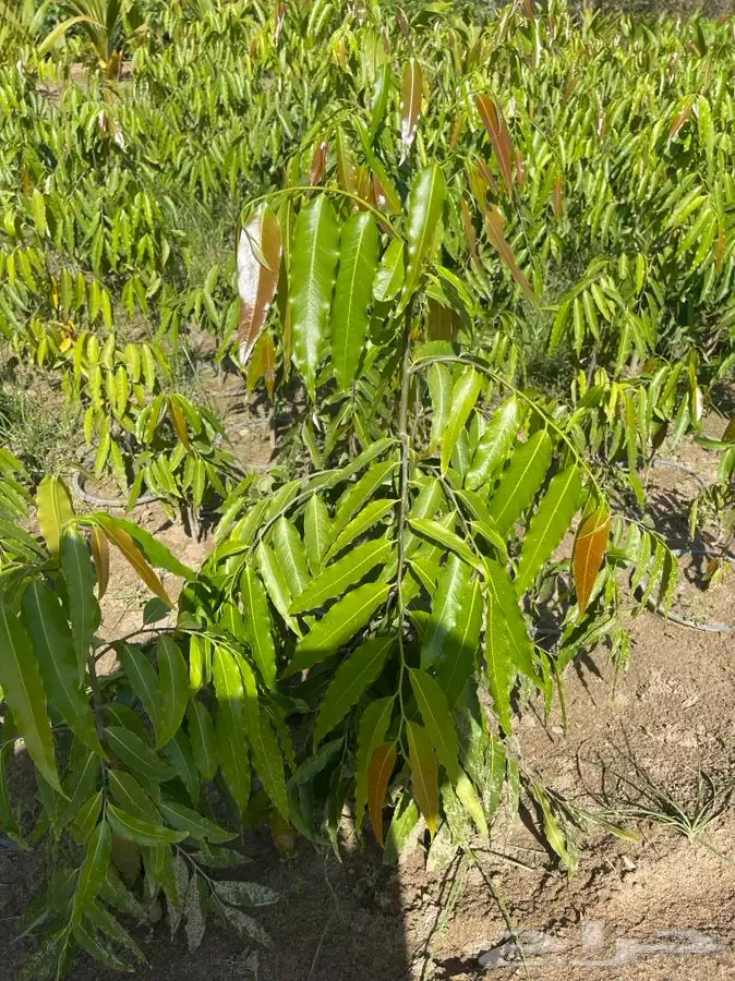 مشتل التكامل الخضراء 0533351329 7