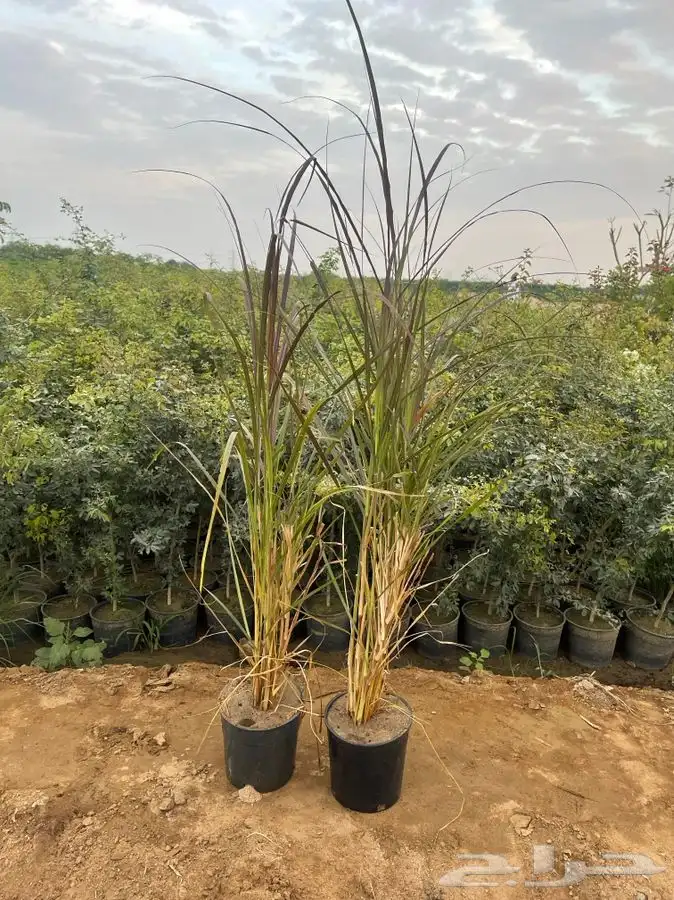 مشتل التكامل الخضراء 0533351329 63