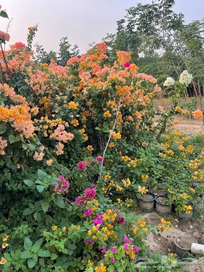 مشتل التكامل الخضراء 0533351329 76