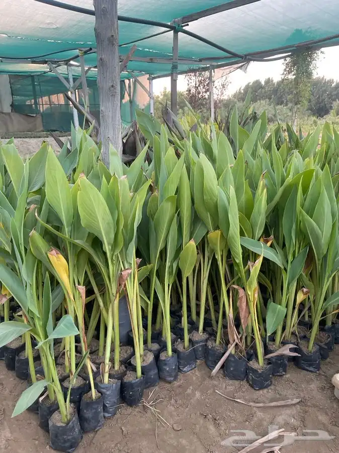 مشتل التكامل الخضراء 0533351329 73