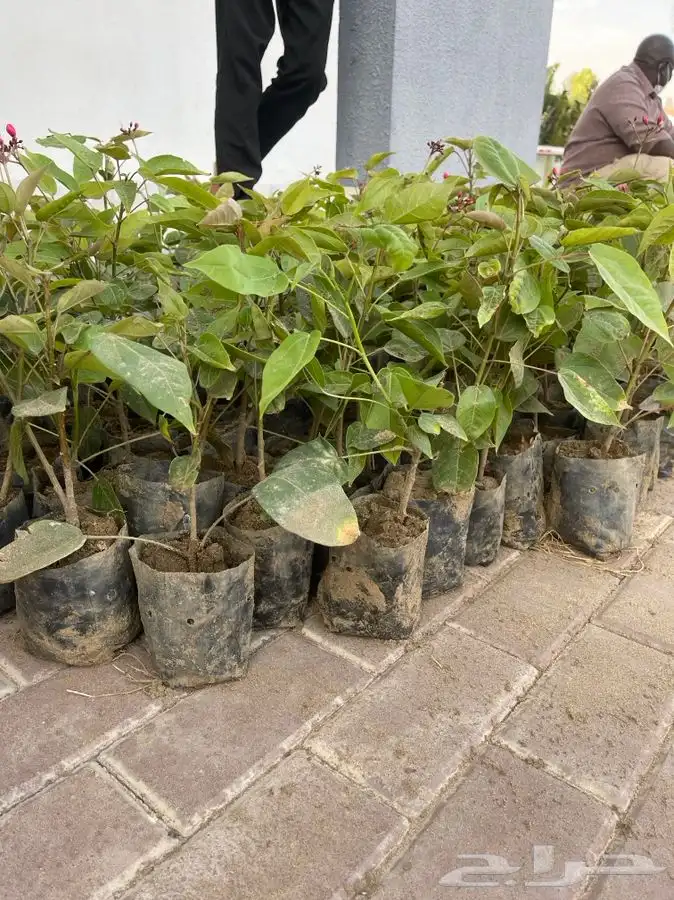 مشتل التكامل الخضراء 0533351329 28