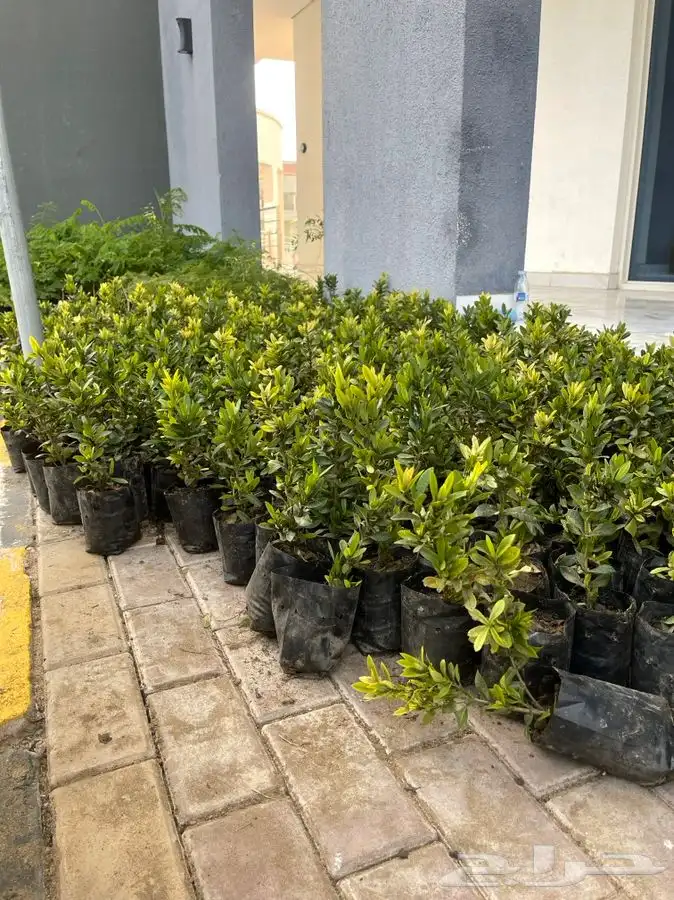 مشتل التكامل الخضراء 0533351329 29
