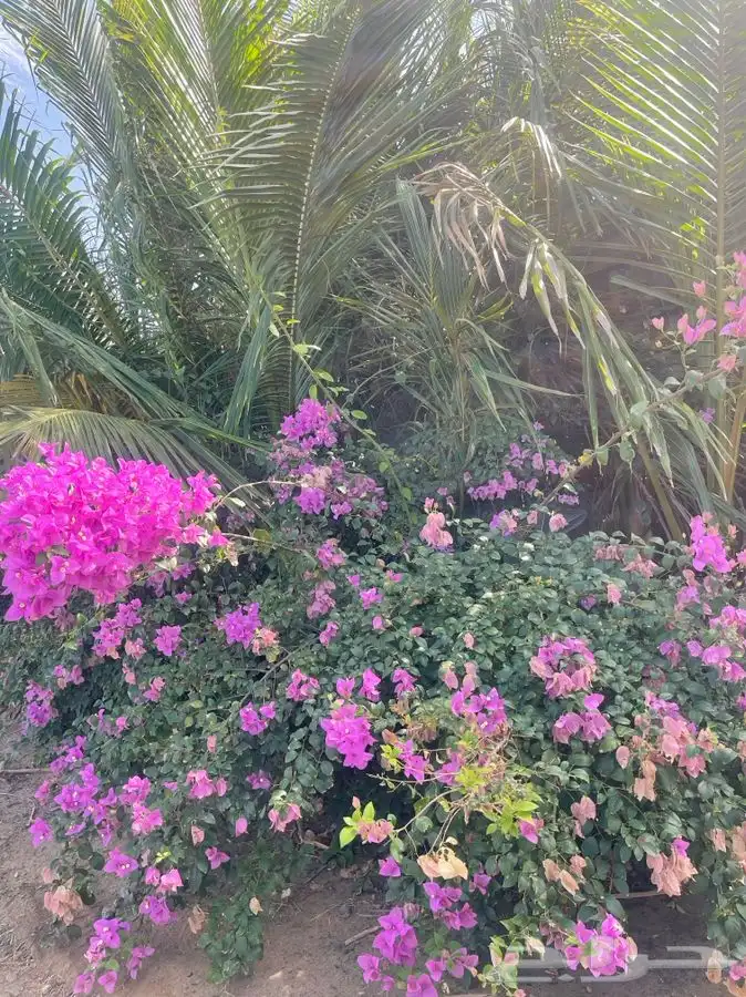 مشتل التكامل الخضراء 0533351329 8