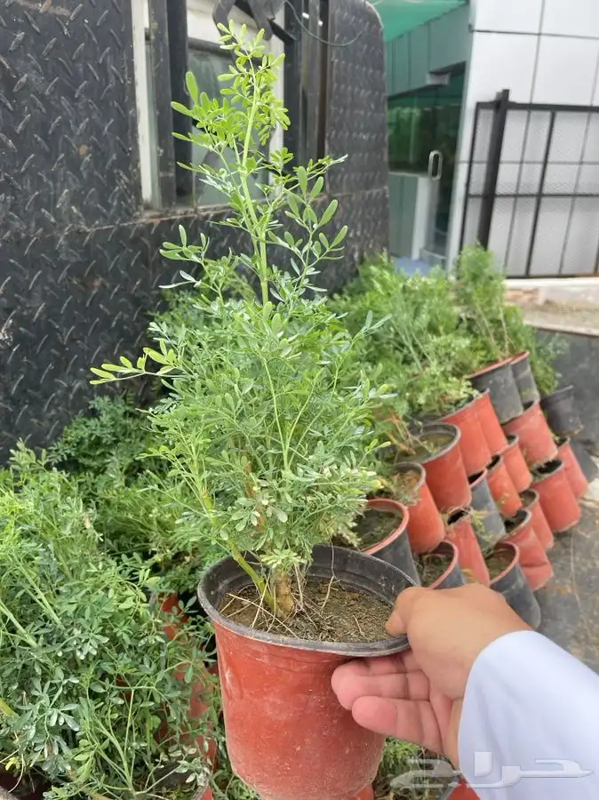مشتل التكامل الخضراء 0533351329 22
