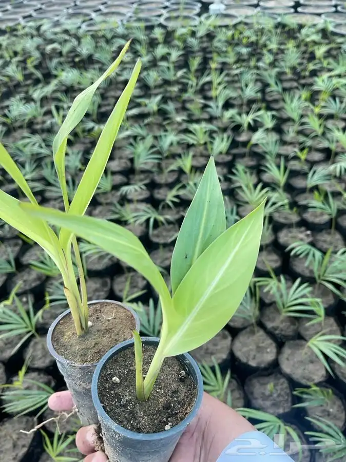 مشتل التكامل الخضراء 0533351329 51