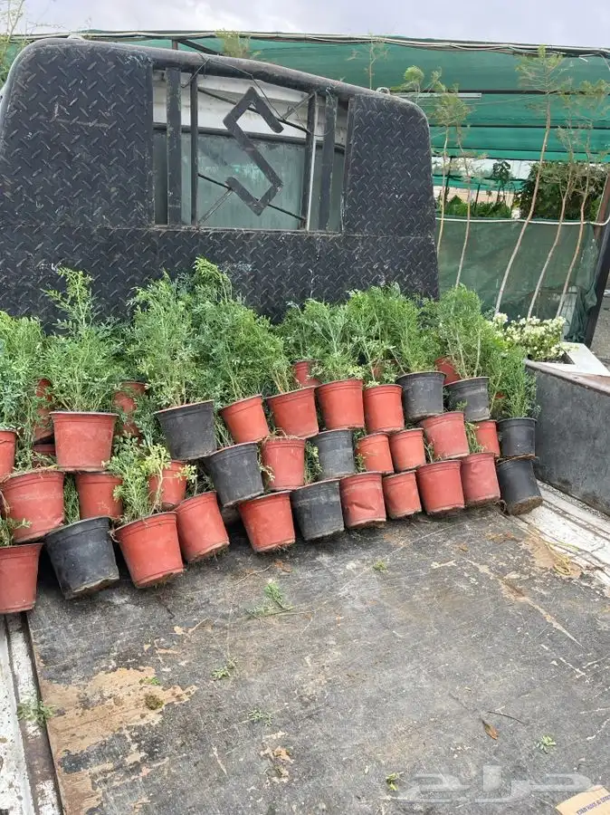 مشتل التكامل الخضراء 0533351329 21