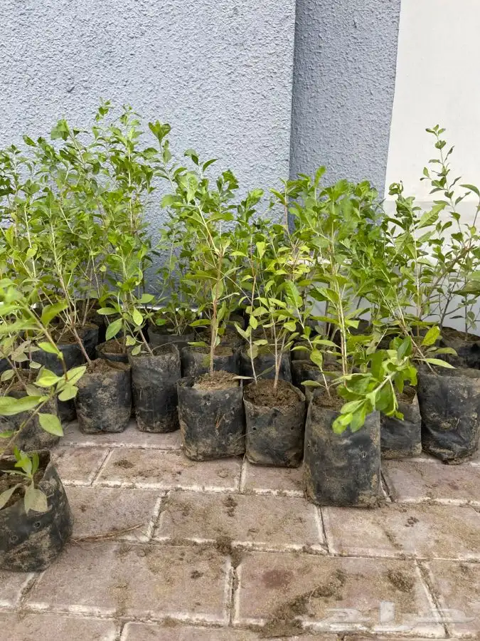 مشتل التكامل الخضراء 0533351329 30