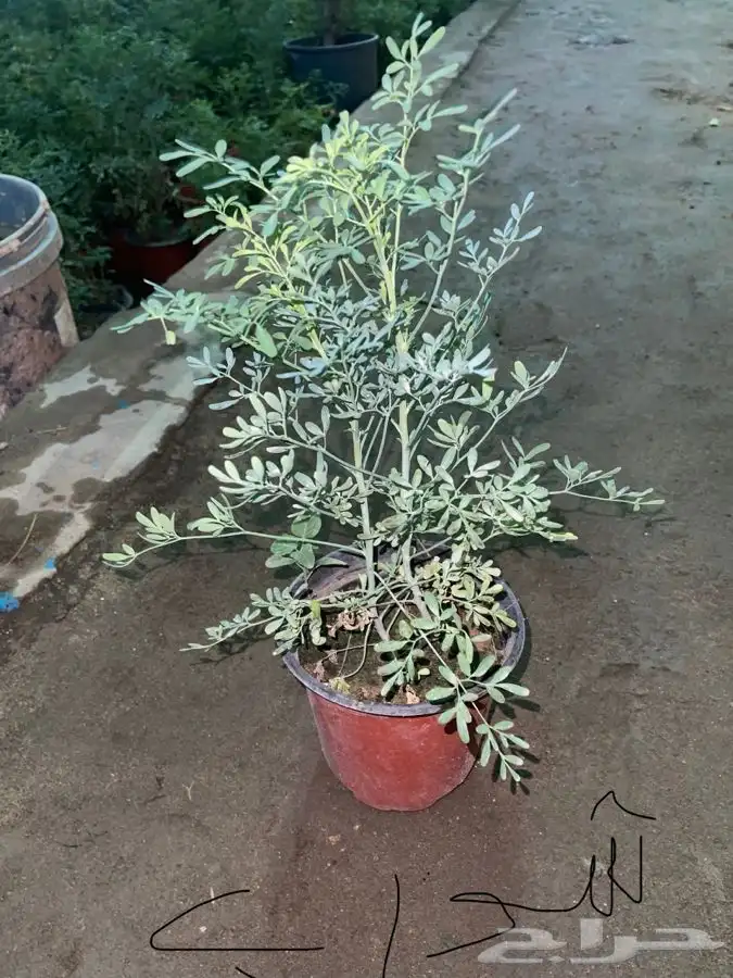 مشتل التكامل الخضراء 0533351329 18