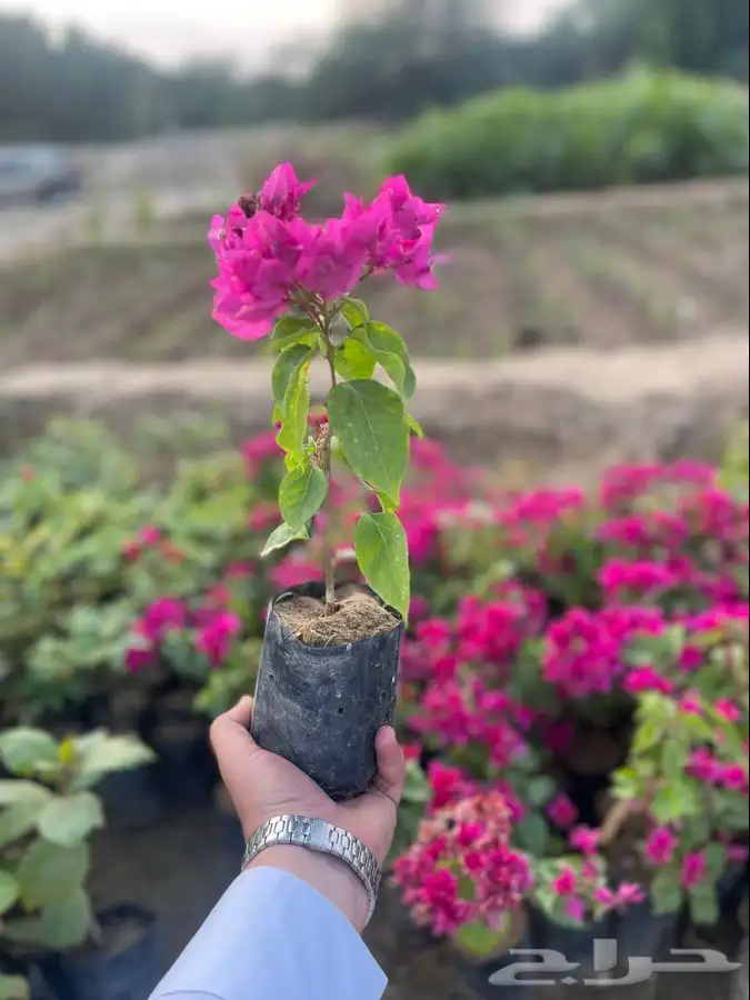 مشتل التكامل الخضراء 0533351329 24