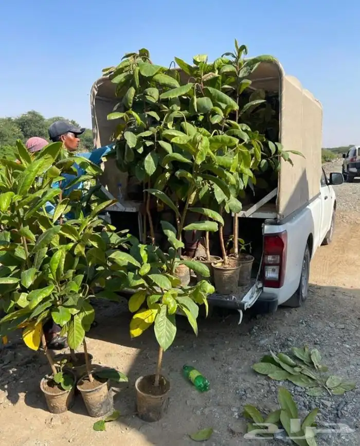 مشتل التكامل الخضراء 0533351329 45