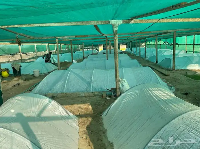 مشتل التكامل الخضراء 0533351329 57