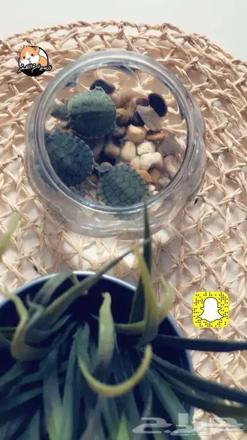 سلاحف متوفر تمارا 2