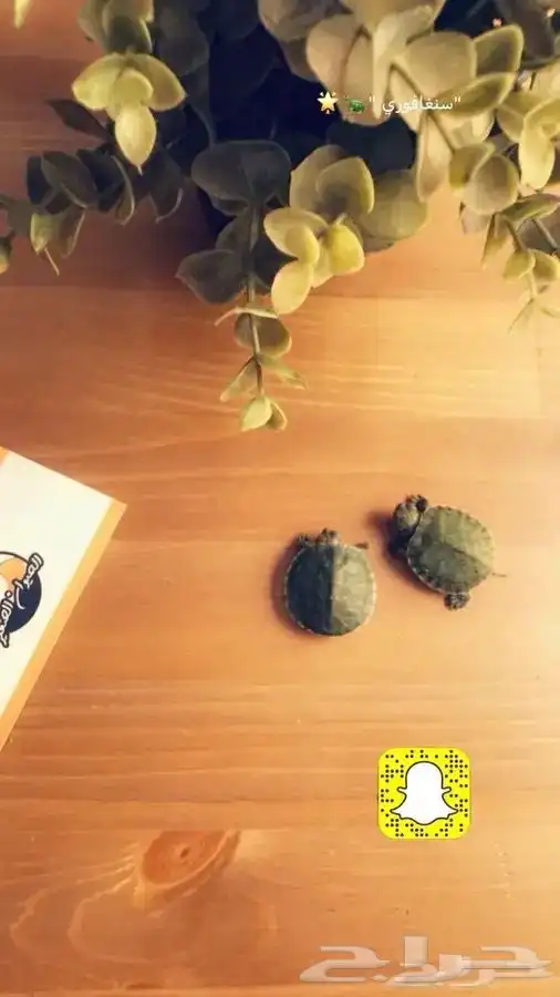 سلاحف متوفر تمارا 4