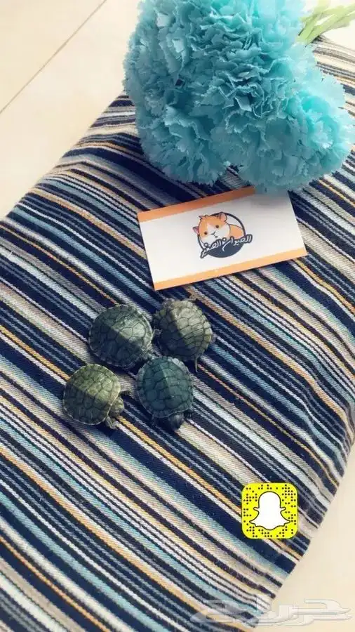 سلاحف متوفر تمارا 0