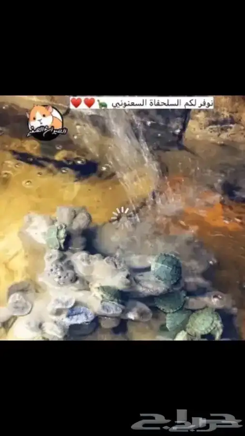 سلاحف متوفر تمارا 1
