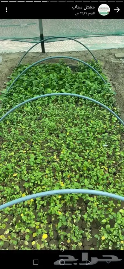 مشاتل التكامل لجميع الاشجار الزينه والظل 0533351329 4