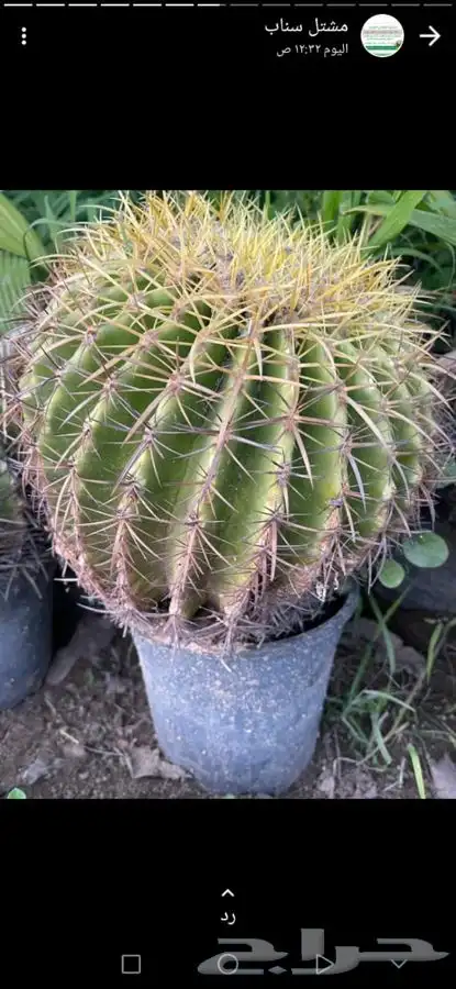 مشاتل التكامل لجميع الاشجار الزينه والظل 0533351329 5