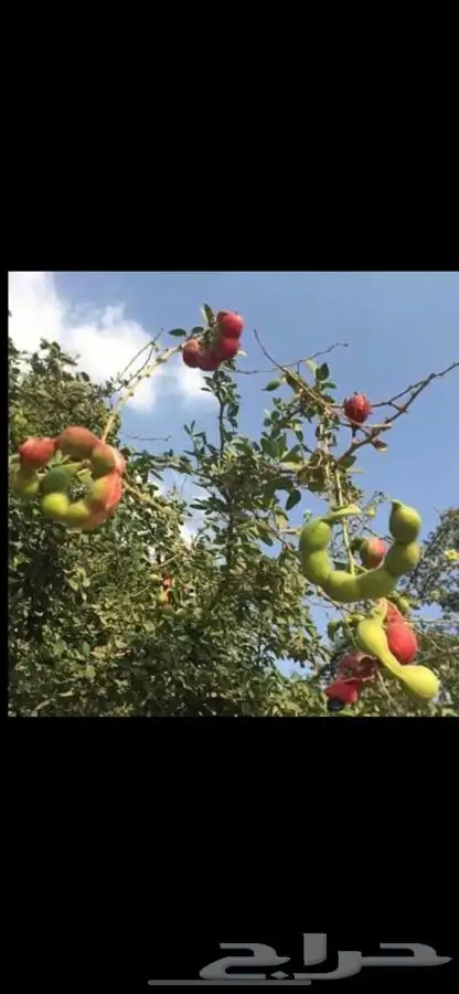 مشاتل التكامل لجميع الاشجار الزينه والظل 0533351329 13