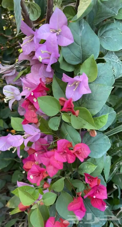 مشاتل التكامل لجميع الاشجار الزينه والظل 0533351329 8