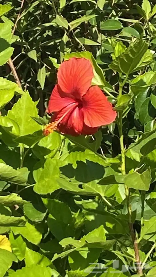 مشاتل التكامل لجميع الاشجار الزينه والظل 0533351329 0