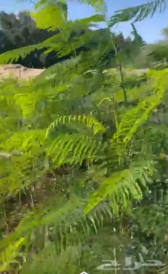 مشاتل التكامل لجميع الاشجار الزينه والظل 0533351329 14