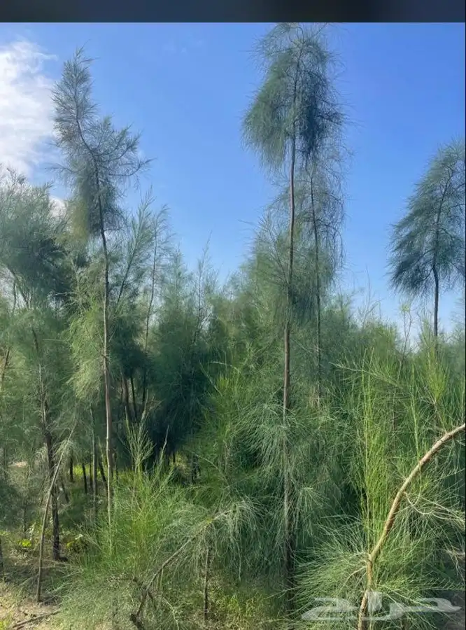 مشاتل التكامل لجميع الاشجار الزينه والظل 0533351329 15