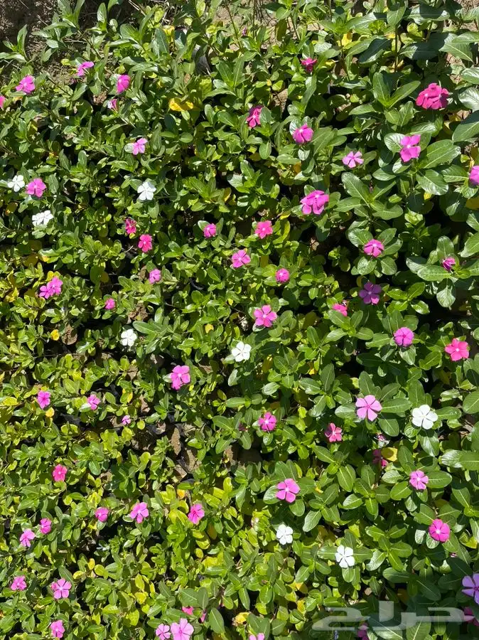 مشاتل التكامل لجميع الاشجار الزينه والظل 0533351329 3