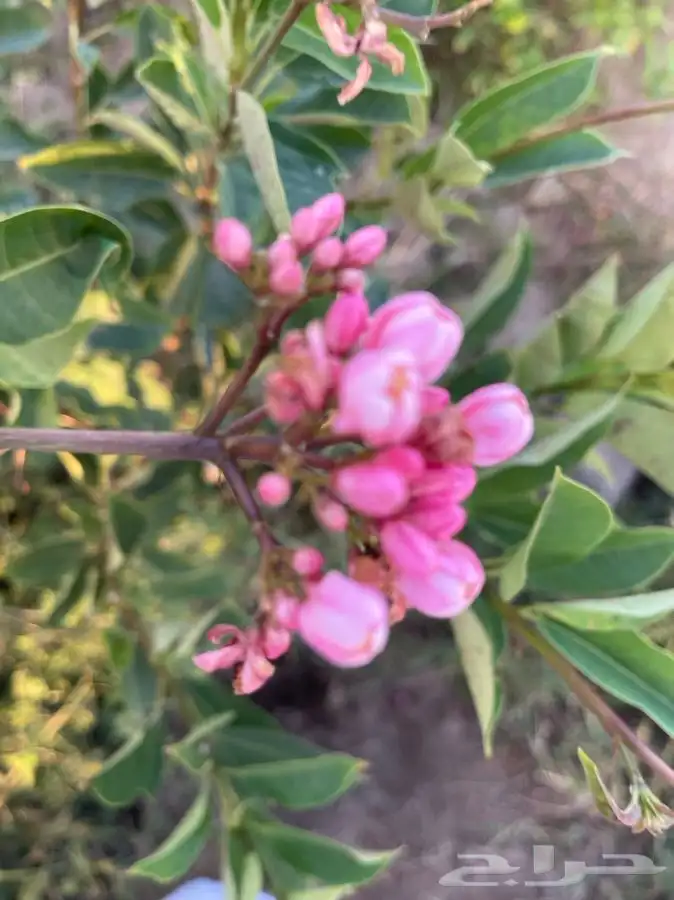 مشاتل التكامل لجميع الاشجار الزينه والظل 0533351329 9