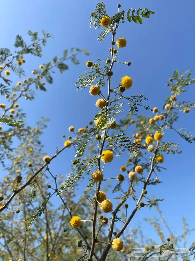 مشاتل التكامل لجميع الاشجار الزينه والظل 0533351329 1