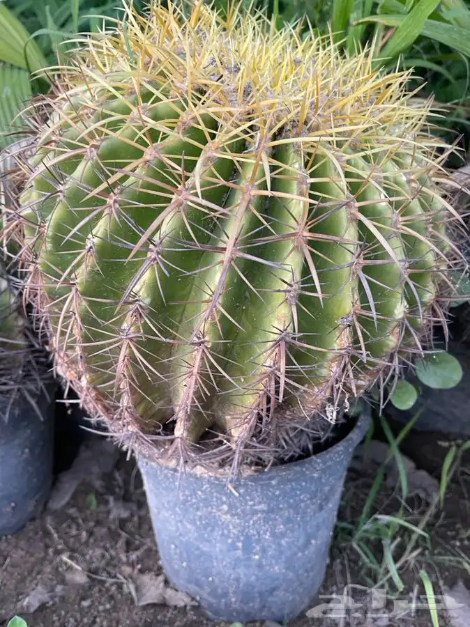 مشاتل التكامل لجميع الاشجار الزينه والظل 0533351329 6