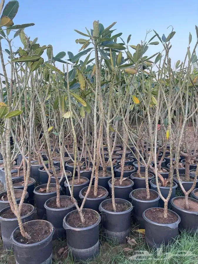 مشاتل التكامل لجميع الاشجار الزينه والظل 0533351329 7