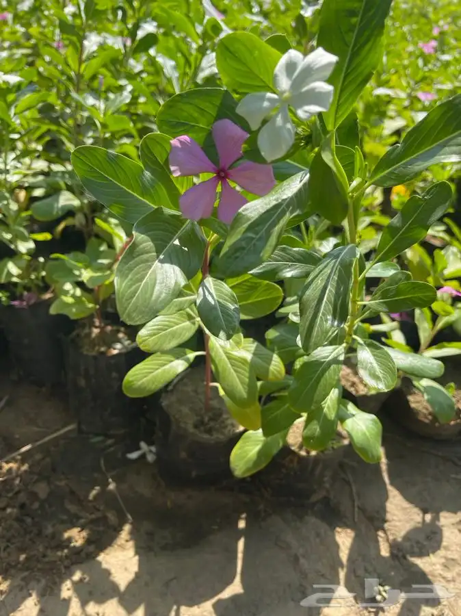 مشاتل التكامل لجميع الاشجار الزينه والظل 0533351329 2