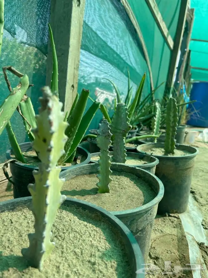 مشاتل التكامل لجميع الاشجار الزينه والظل 0533351329 16