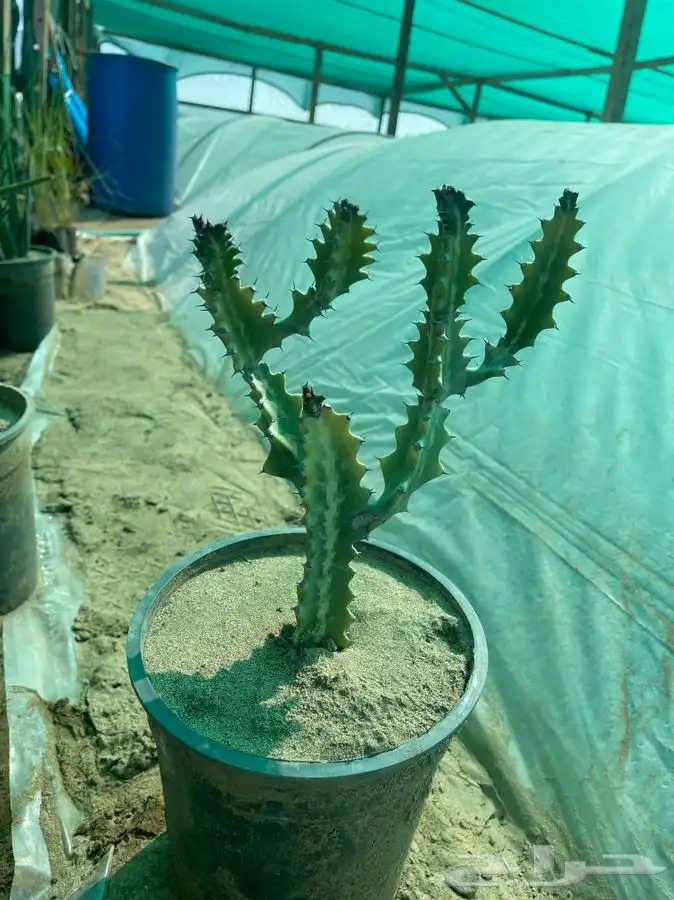 مشاتل التكامل لجميع الاشجار الزينه والظل 0533351329 17